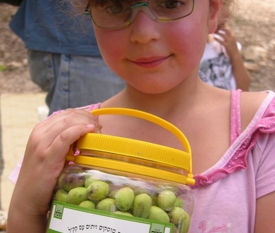 מסיק כמו פעם