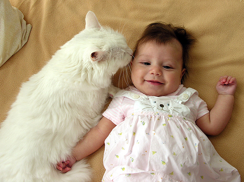 על חתולים ותינוקות